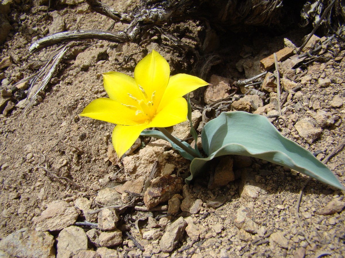 Изображение особи Tulipa dubia.