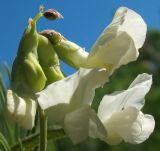 Lathyrus pallescens