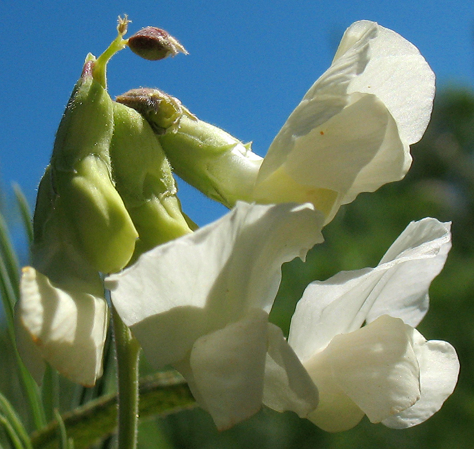 Изображение особи Lathyrus pallescens.