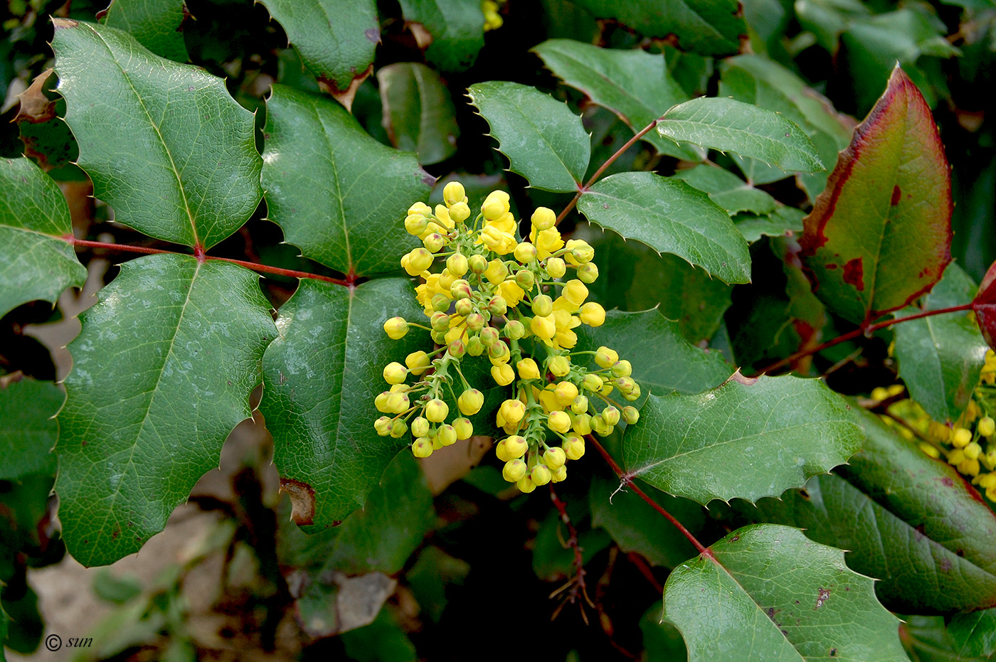 Image of Mahonia aquifolium specimen.