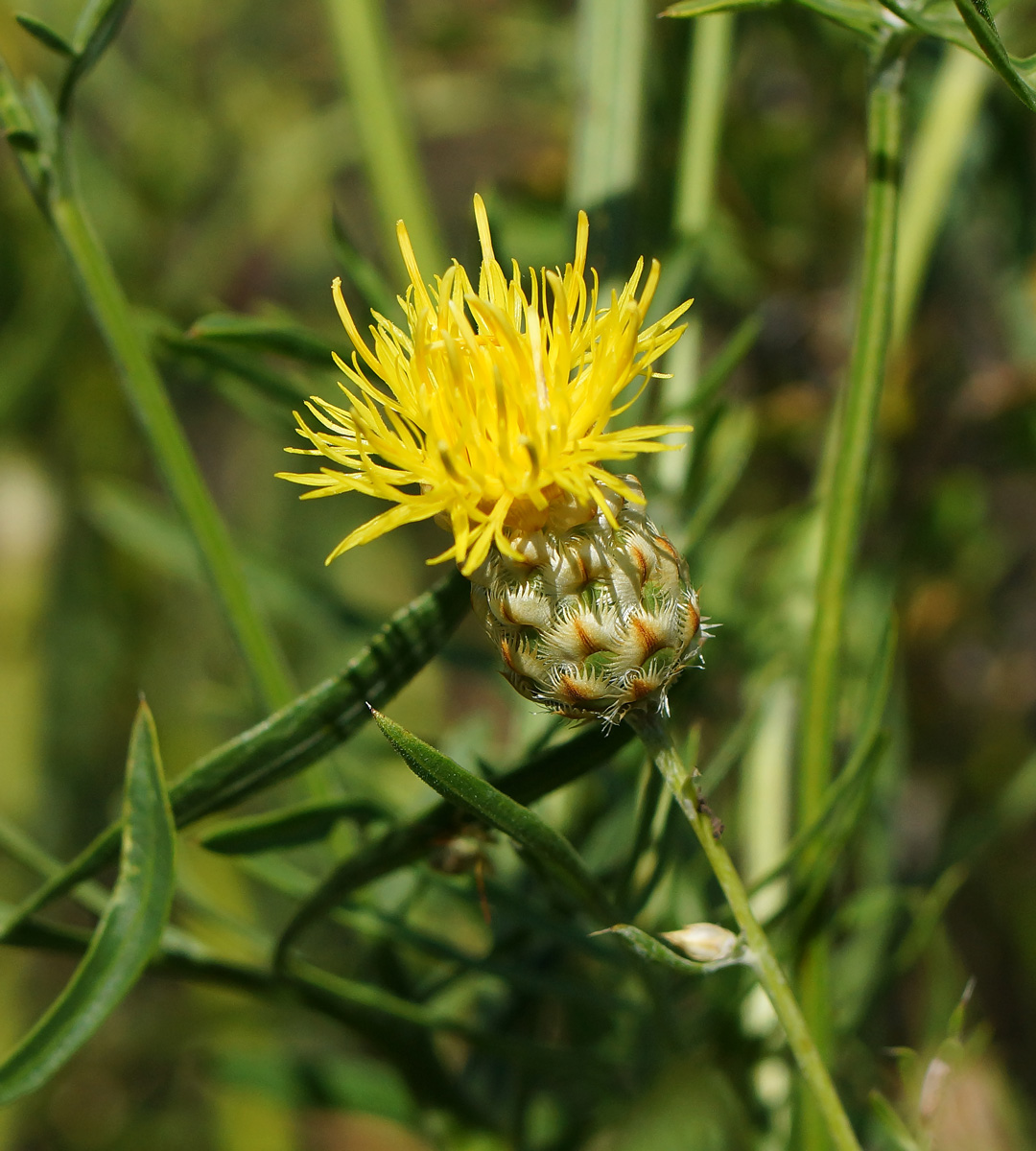 Image of Centaurea orientalis specimen.