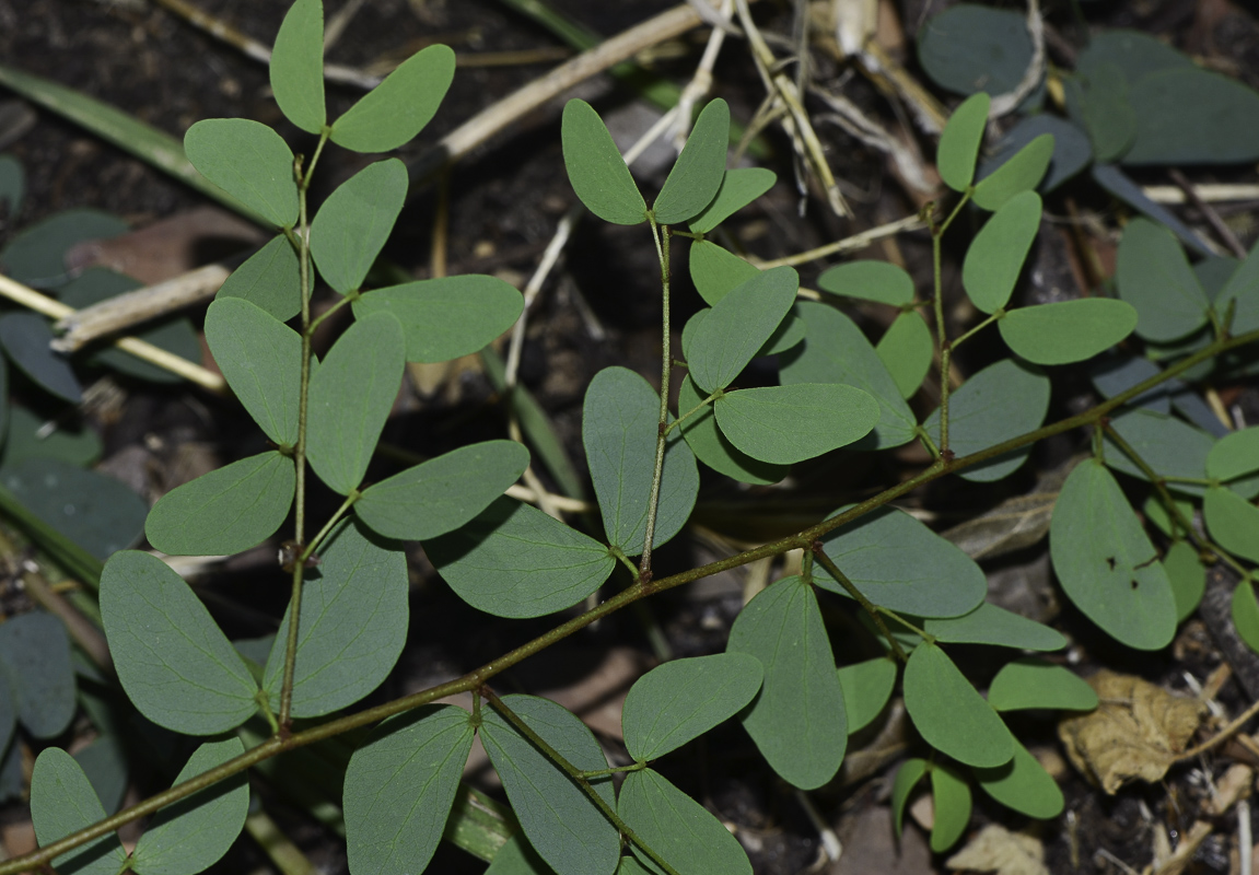 Изображение особи Lysiphyllum gilvum.