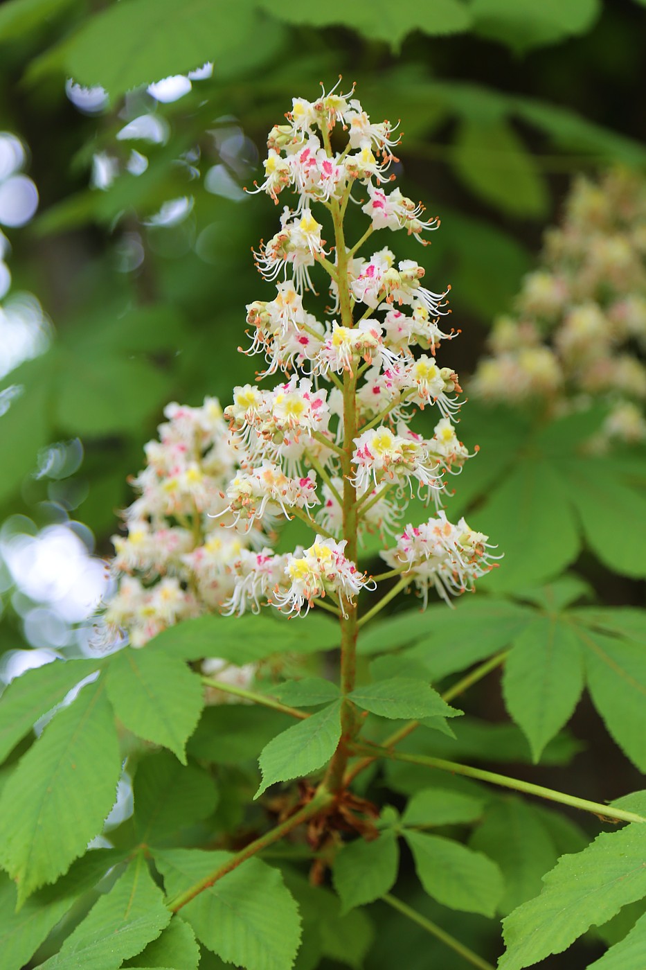 Изображение особи Aesculus hippocastanum.