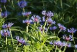 Centaurea montana