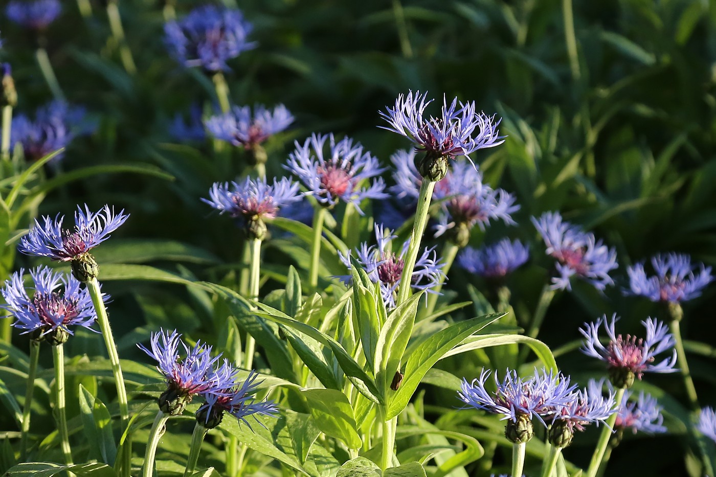 Image of Centaurea montana specimen.