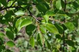 Pyrus caucasica