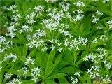 Galium odoratum. Верхушки цветущих растений. Украина, Львовская обл., Сколевский р-н, национальный природный парк \"Сколевские Бескиды\", окр. с. Каменка, у лесной тропы. 05.05.2018.