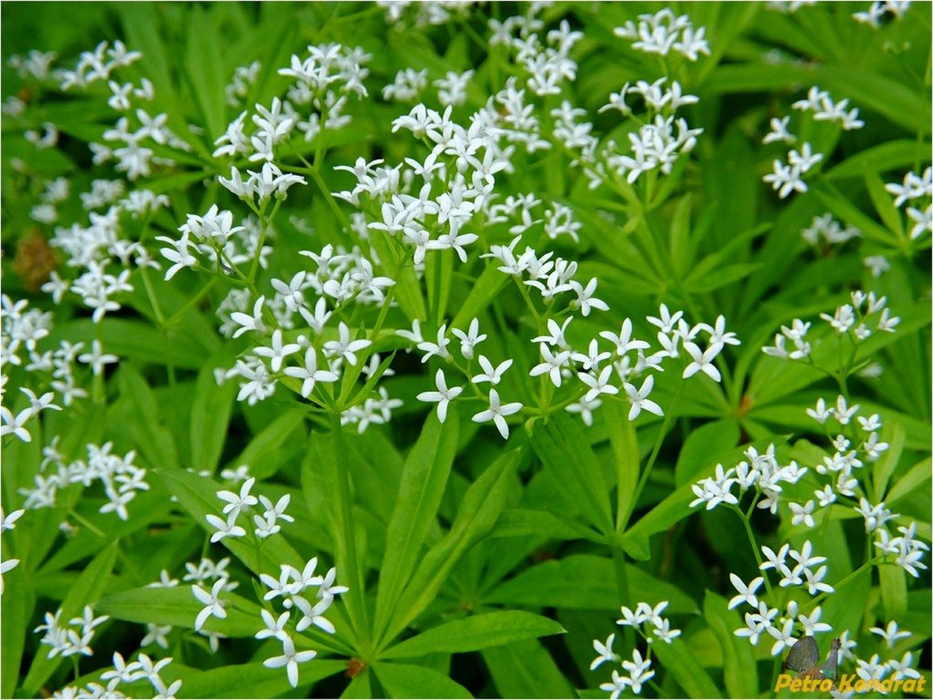 Image of Galium odoratum specimen.