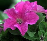 Petunia &times; hybrida