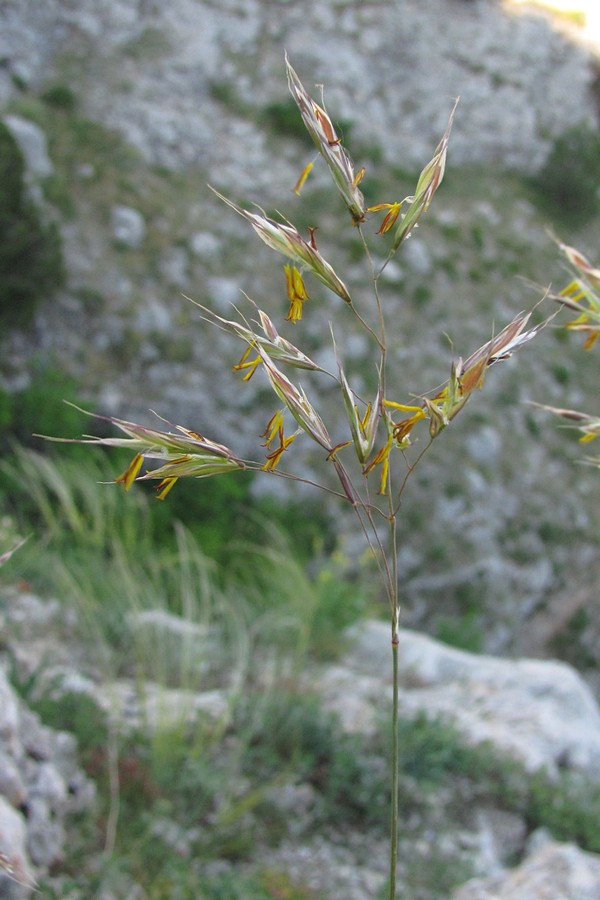 Изображение особи Bromopsis cappadocica.