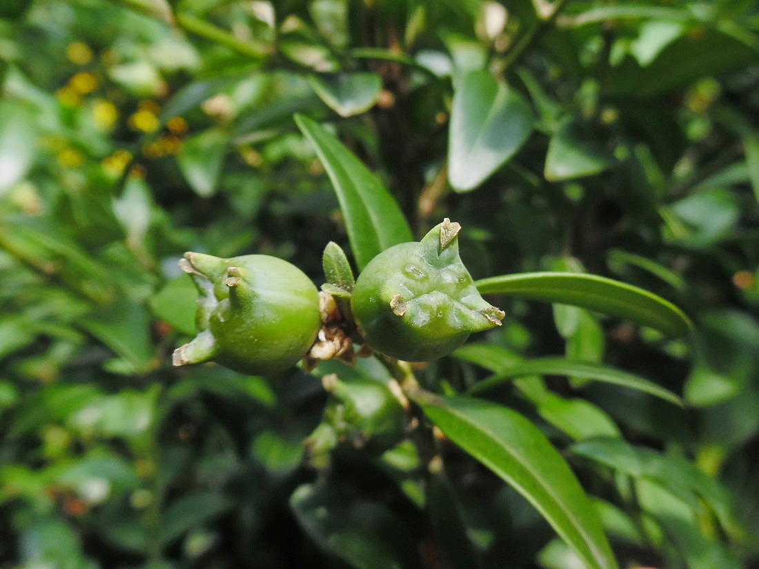 Изображение особи Buxus sempervirens.