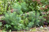 Euphorbia cyparissias. Вегетирующие растения. Санкт-Петербург, Старый Петергоф, парк \"Сергиевка\", цветник с элементами рокария и альпийской горки. 17.09.2017.