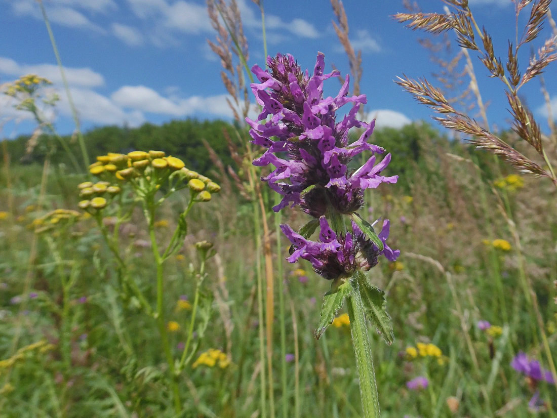 Изображение особи Betonica officinalis.