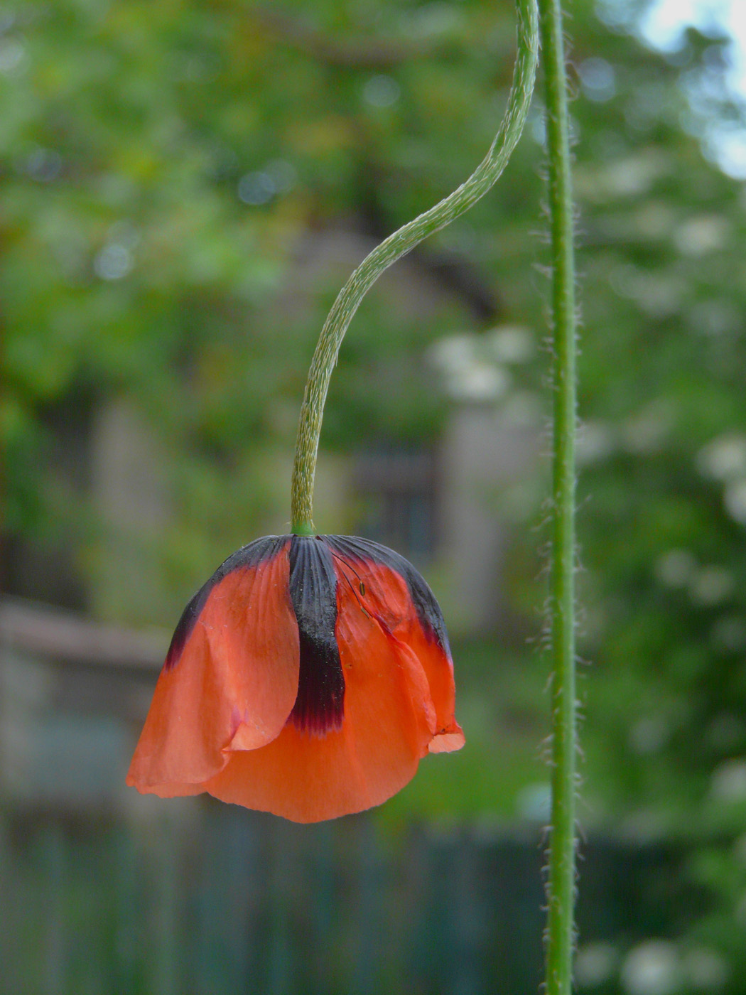 Image of Papaver stevenianum specimen.