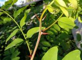 Robinia pseudoacacia. Часть молодого побега с шипами и основаниями листьев. Московская обл., ГО Балашиха, ж.-д. пл. Никольское. 07.08.2018.