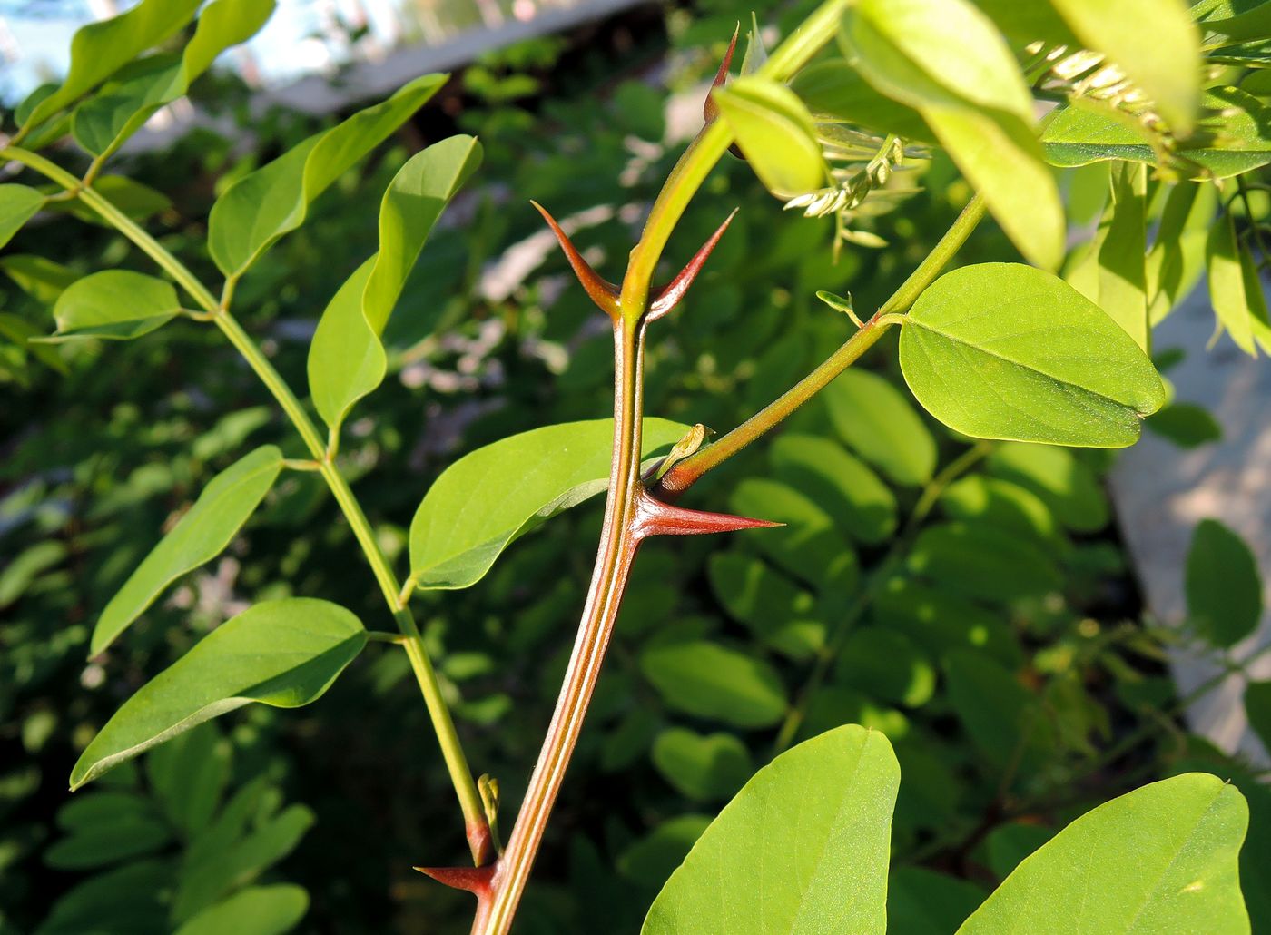 Изображение особи Robinia pseudoacacia.