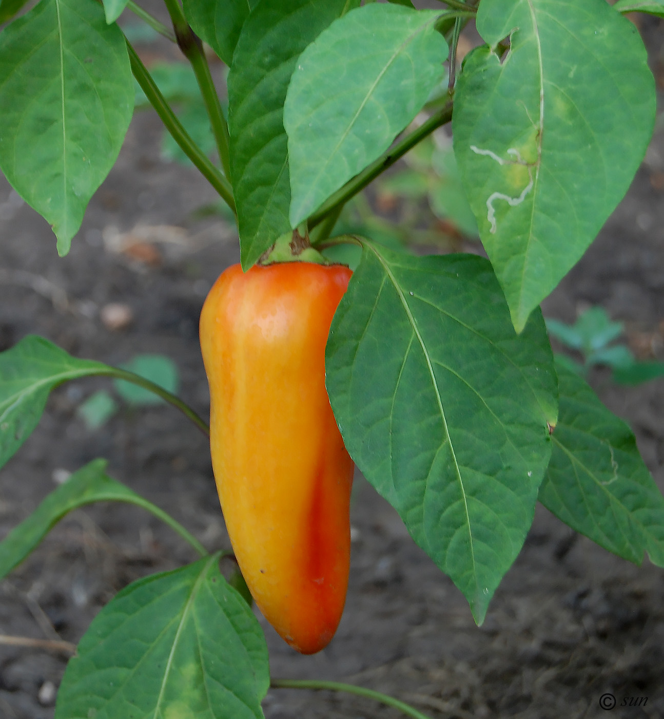 Изображение особи Capsicum annuum.