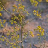 Bupleurum falcatum