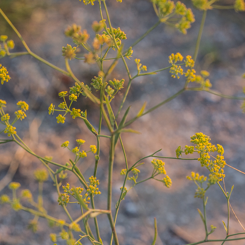 Изображение особи Bupleurum falcatum.