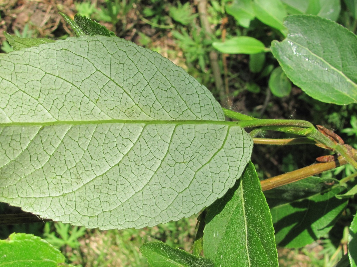 Image of genus Populus specimen.