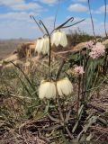 Fritillaria verticillata