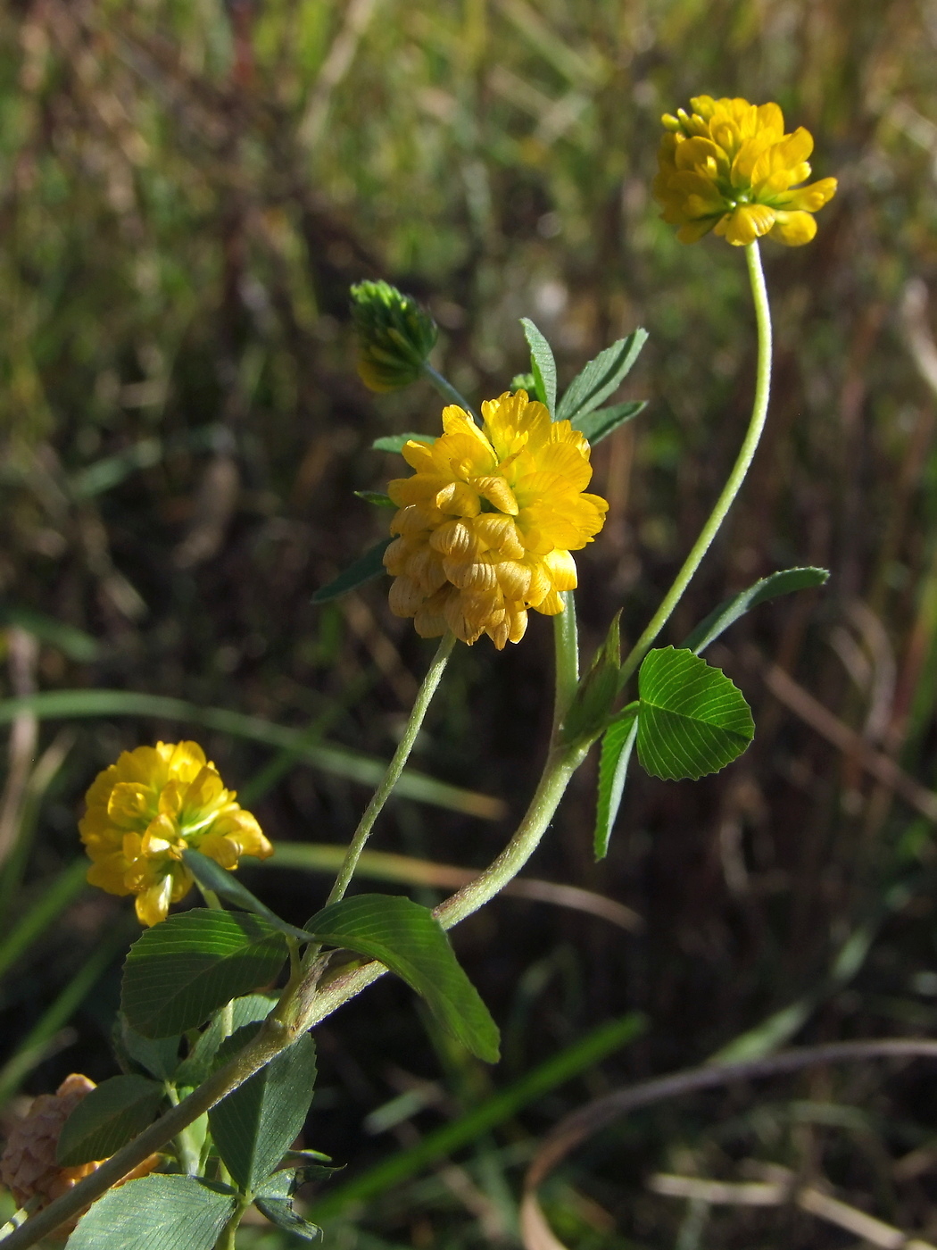 Image of Trifolium aureum specimen.