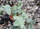 Potentilla nivea