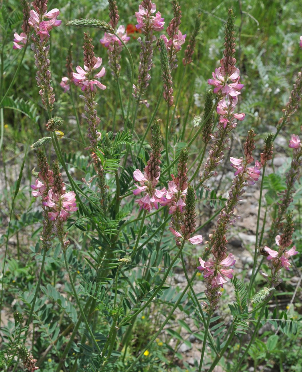 Image of genus Onobrychis specimen.