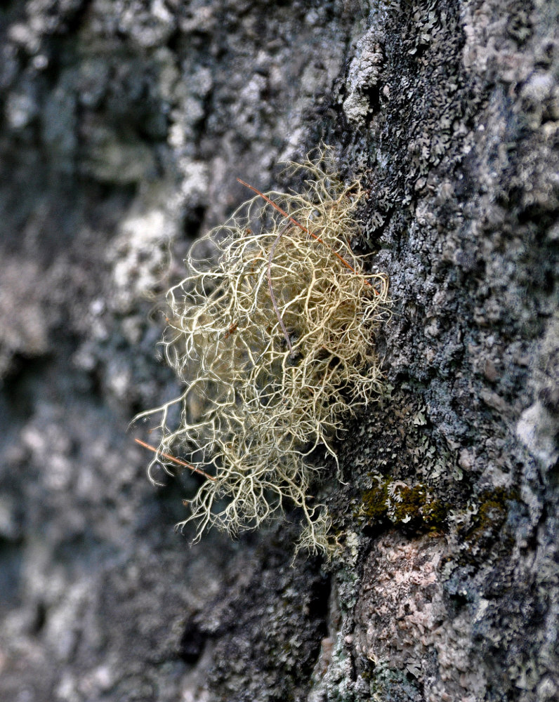 Image of familia Parmeliaceae specimen.