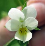 Viola arvensis × Viola tricolor