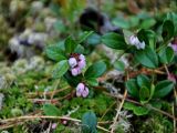 Vaccinium vitis-idaea. Верхушка цветущего растения. Алтай, Катунский хребет, берег оз. Нижнее Мультинское, ≈ 1600 м н.у.м., хвойный лес. 30.06.2018.