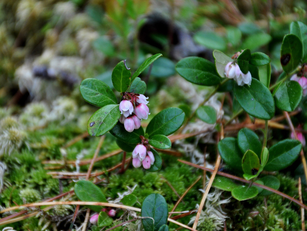 Изображение особи Vaccinium vitis-idaea.