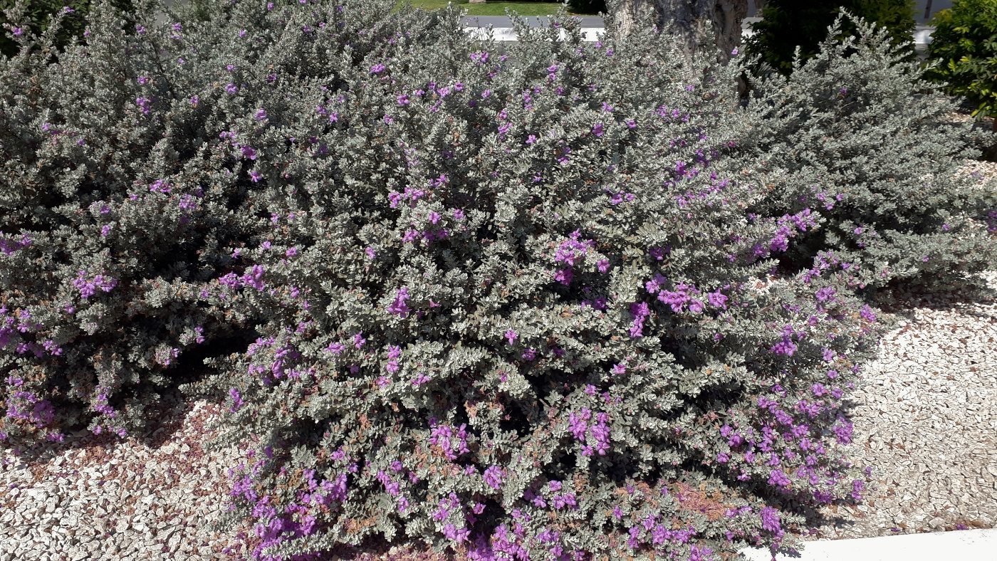 Image of Leucophyllum frutescens specimen.