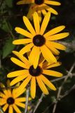 Rudbeckia fulgida