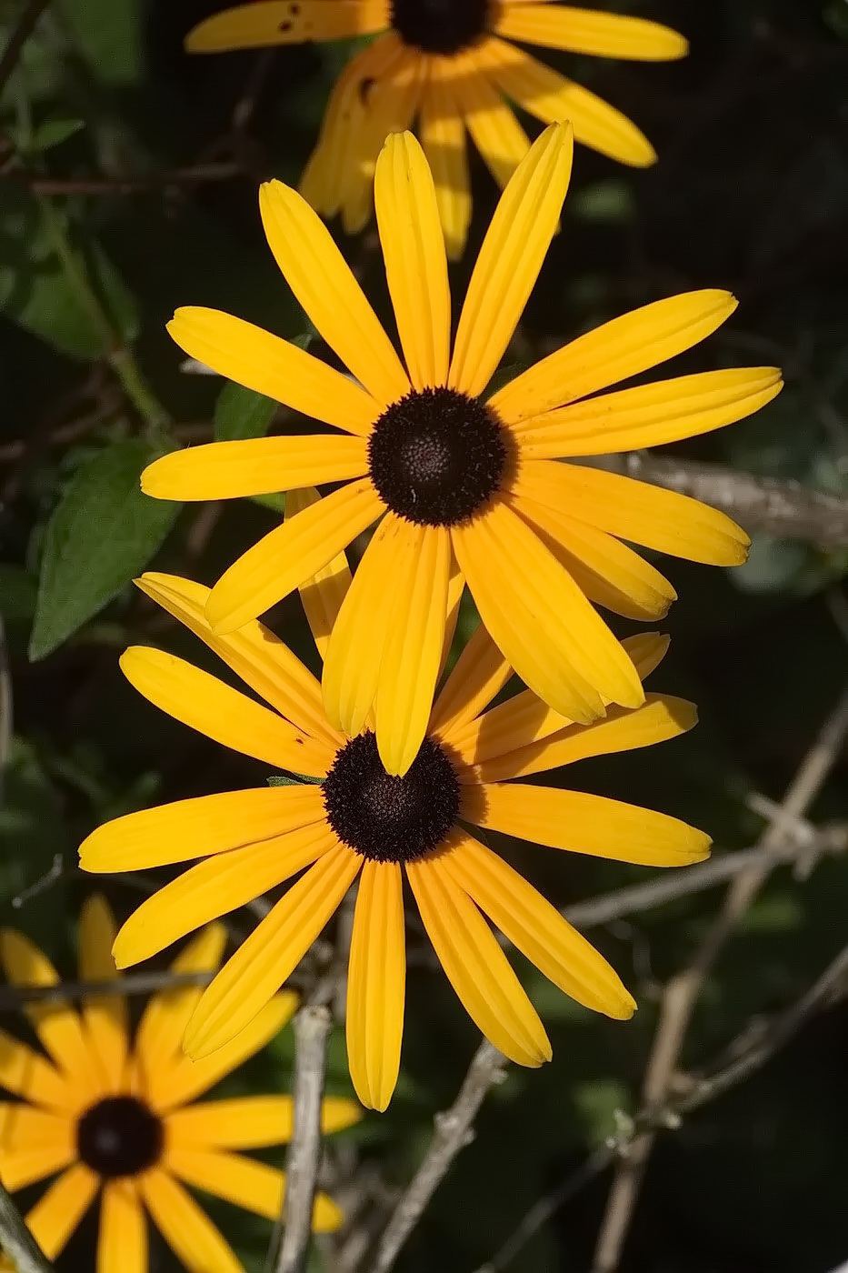 Изображение особи Rudbeckia fulgida.