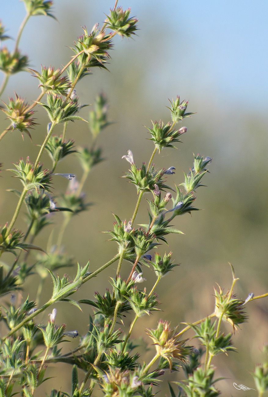 Image of Nepeta saturejoides specimen.