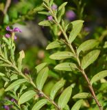 Cuphea hyssopifolia