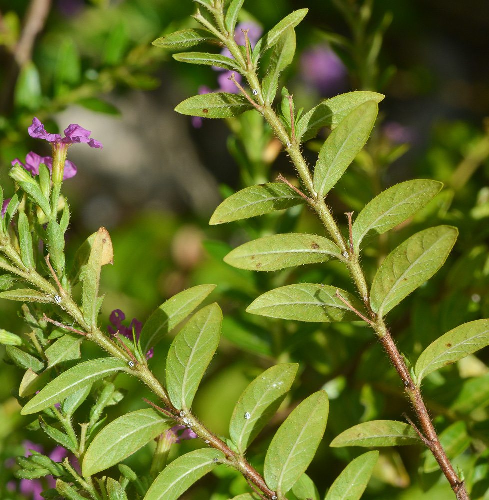 Изображение особи Cuphea hyssopifolia.