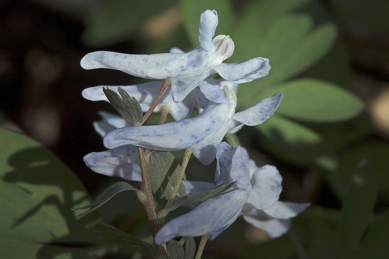 Image of Corydalis solida specimen.