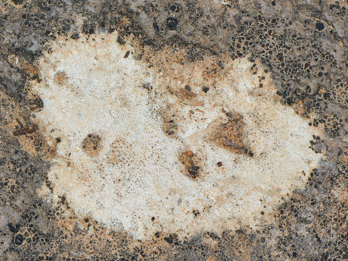 Image of Aspicilia calcarea specimen.