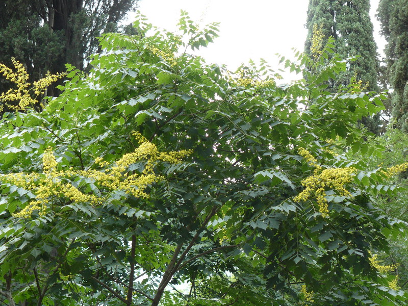 Image of Koelreuteria paniculata specimen.