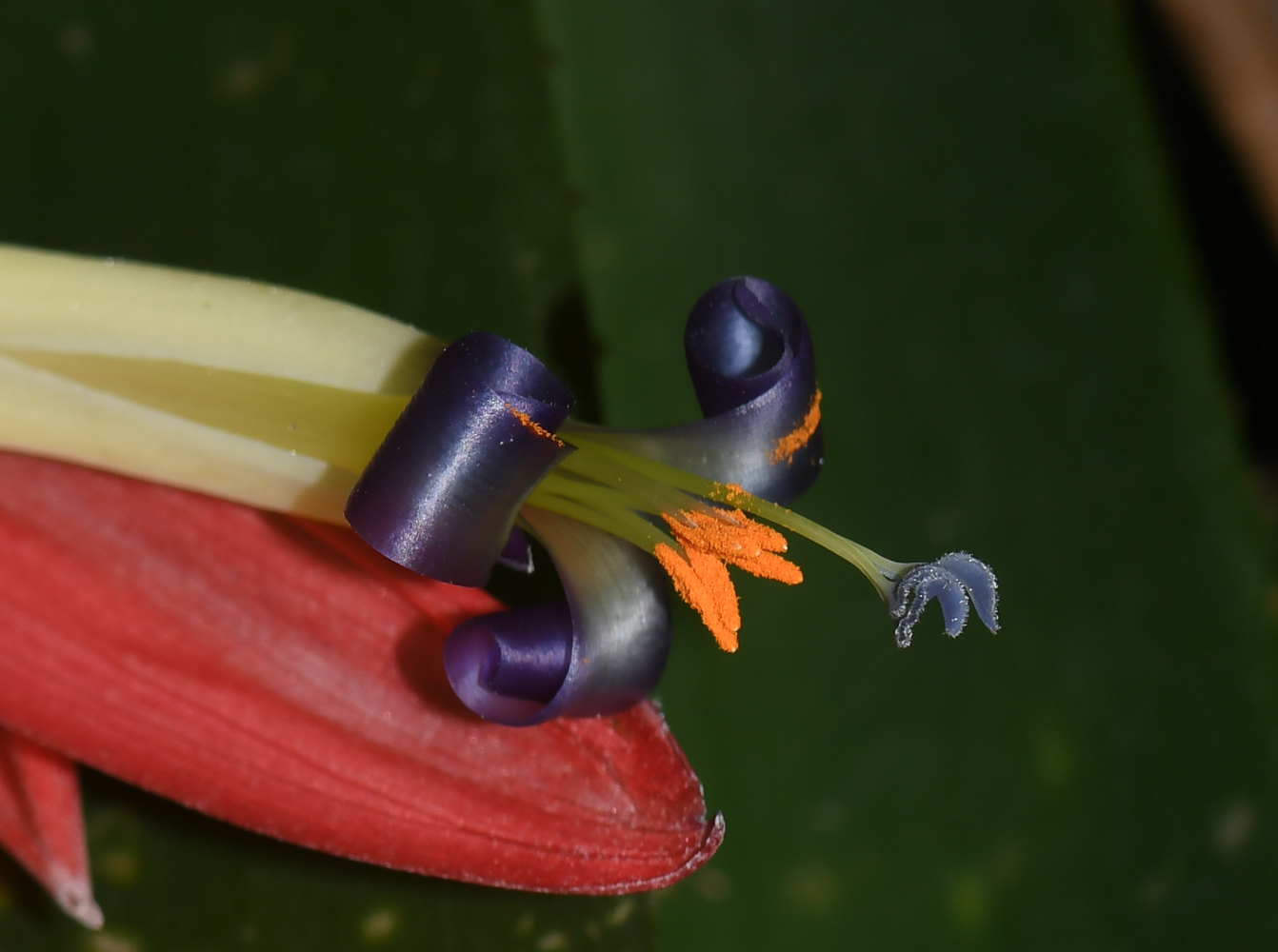 Image of Billbergia lietzei specimen.