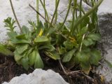 Draba hispida. Прикорневые листья и основания генеративных побегов. Адыгея, Кавказский биосферный заповедник, Фишт-Оштенский массив, юго-восточный отрог горы Оштен, ≈ 2350 м н.у.м., среди камней. 13.08.2016.