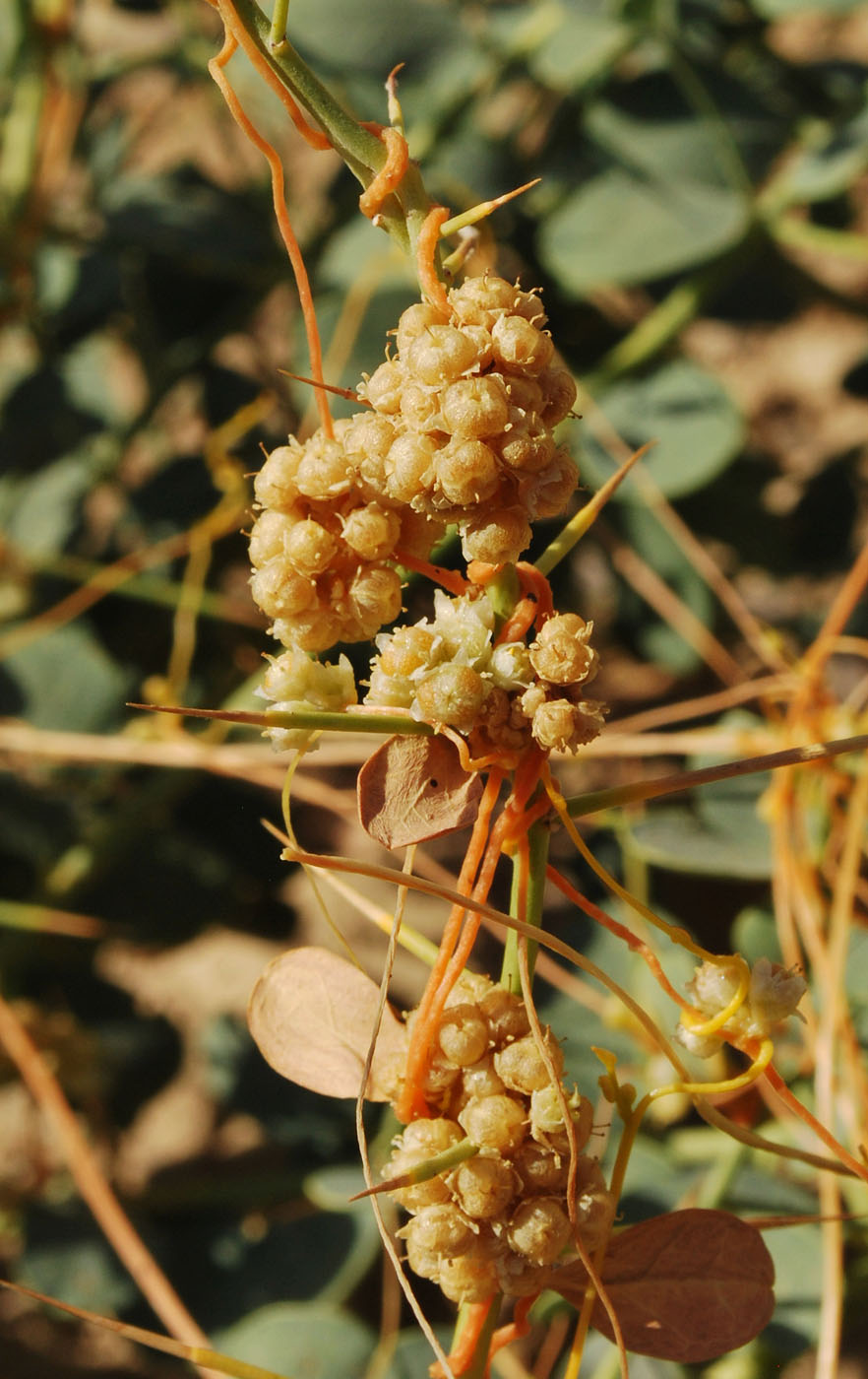 Image of Cuscuta campestris specimen.