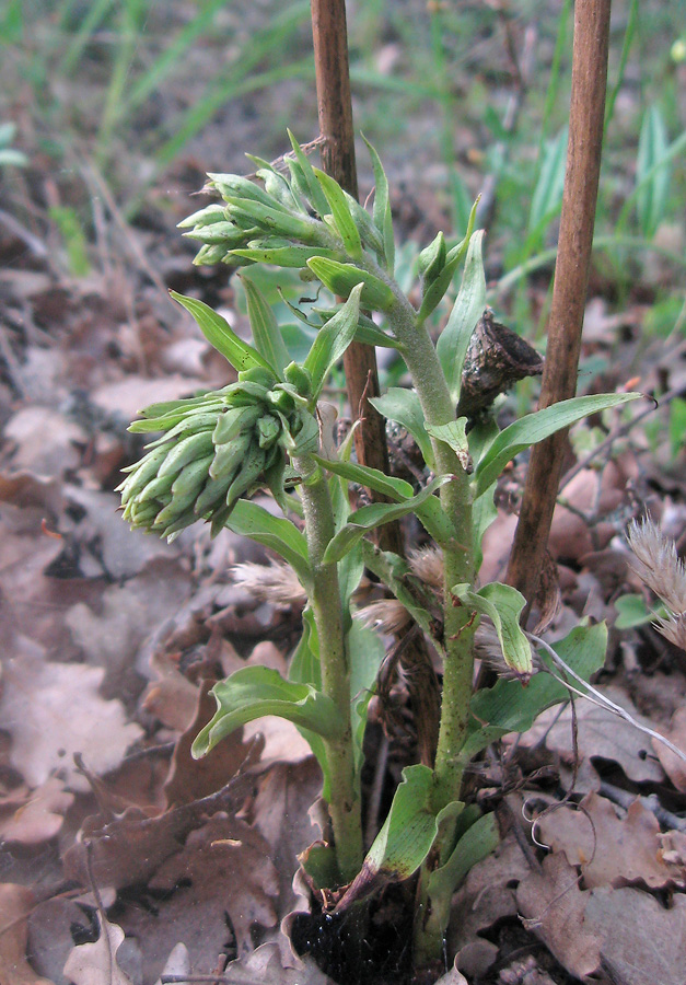 Image of Epipactis krymmontana specimen.