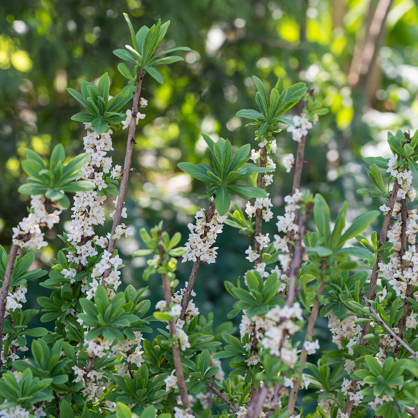 Image of Daphne mezereum specimen.