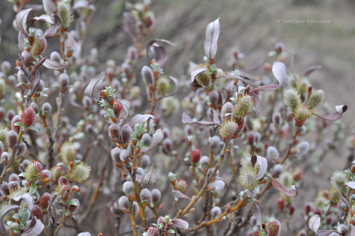 Image of Salix helvetica specimen.