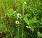 Astragalus hamosus