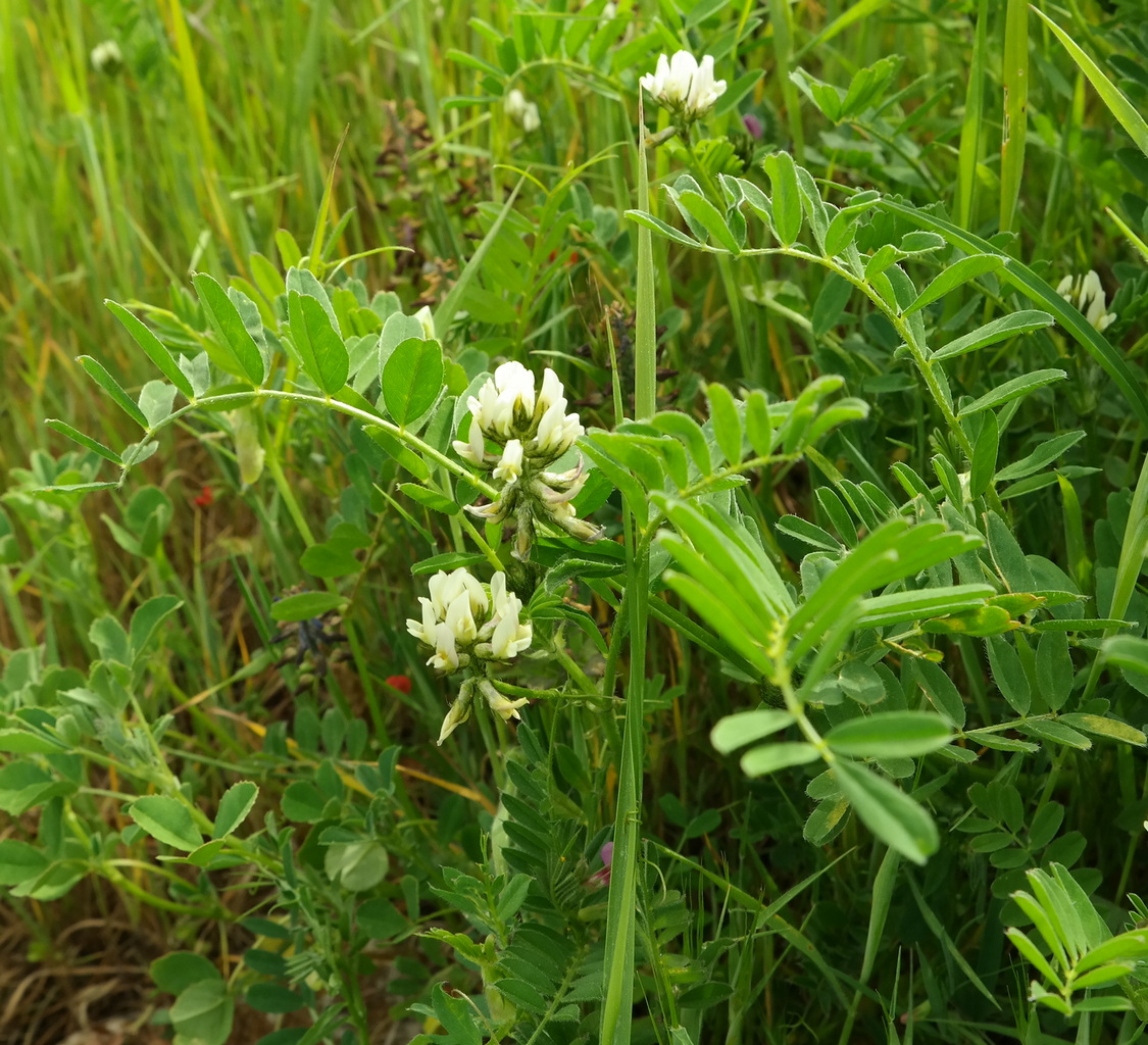 Изображение особи Astragalus hamosus.