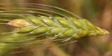 Triticum dicoccum